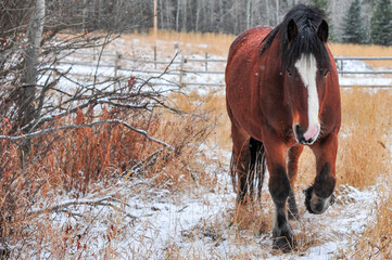 Chestnut colored Clydesdale horse strolls up from the snowy pasture