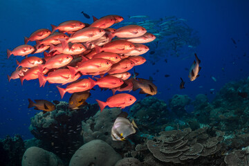 Schooling pinjalo snapper and baracuda swiming above coral reef