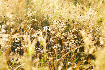beautiful meadow with grass and flowers