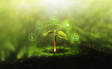 Young  plant growing at sunlight. Environment and ecology concept. Sources for renewable, sustainable development.