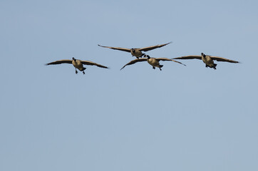 Four Canada Geese Coming in for Landing in a Blue Sky