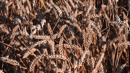 Ripe ears of wheat tangled by wind on field with sunset light. Agricultural golden wheat texture. Wheat spikelets closeup. Organic semola flour produce