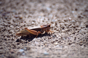 Grasshopper in the sand of Oregon, USA