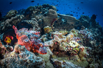 Naklejka na ściany i meble Tropical fish swimming aboce coral reef in Papua New guinea