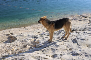 Fototapete bei efototapeten.de bestellen   