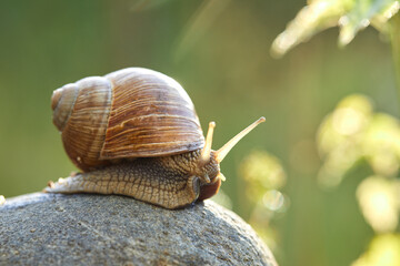  snail crawling on the stone