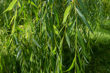 Salix babylonica, green willow tree branches with sunlight and shadows in July