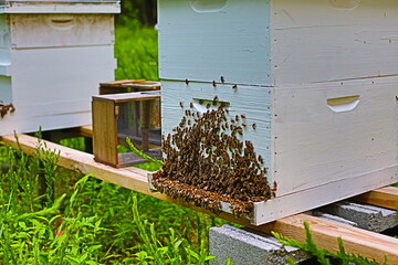 Honey bees cluster outside of a hive on a hot day in an attempt to cool the brood chamber from the summer heat.  
