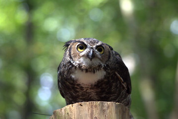 barred owl perched atop a pole looking for prey.  