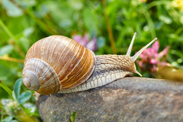  snail crawling on the stone
