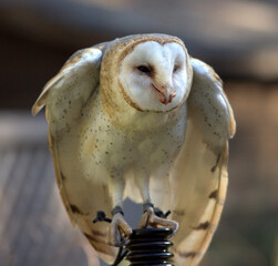 White speckled barn owl perched atop a poll eating it's prey.  