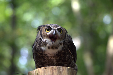 Barred owl perched atop a poll calling out 