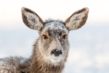 Adorable mule deer looking directly at the camera with snow covered face and large, huge ears. Taken in winter season with white background. 