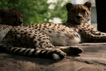 Wild Cheetah in African Safari in Serengeti resting and stretching in sunlight