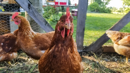 A closeup shot of a healthy brown hen in a coop, taken at a farmhouse, another hen can be seen roaming in the background.