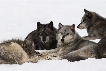 northwestern wolf (Canis lupus occidentalis) pack in winter