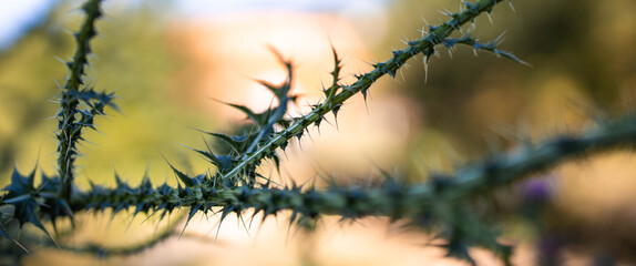 Close-up of thorny herb. Wide, banner format