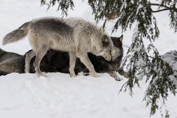 northwestern wolf (Canis lupus occidentalis) pack in winter