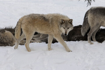 northwestern wolf (Canis lupus occidentalis) pack in winter