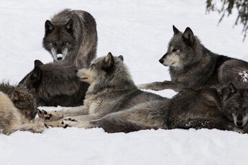 northwestern wolf (Canis lupus occidentalis) pack in winter