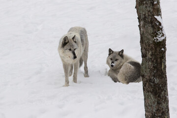 northwestern wolf (Canis lupus occidentalis) alpha pair in winter