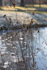 Winter landscape and beauty of nature: Tender and withered blossoms, leaves and stems covered with hoarfrost with bokeh and a brumal blurred background of a frozen sea
