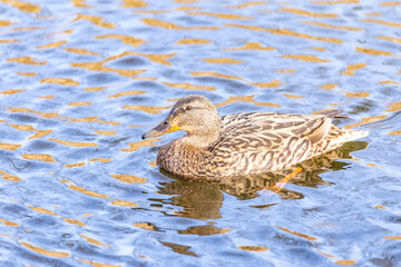 Mallard duck on a pond in the local park. Canada.