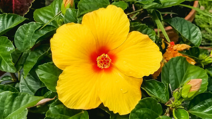 Macro shot of a yellow hibiscus flower, showing its inner color and lined pattern, green leaves and another flowerpot are seen in the backdrop.