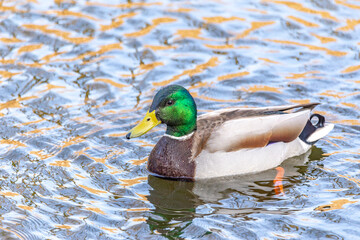 Obraz premium Mallard duck on a pond in the local park. Canada.