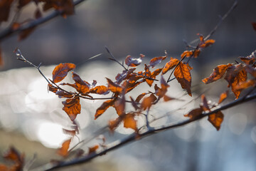 Winter landscape and beauty of nature: Branches with autumnal leaves in golden sunlight with brumal blurred background
