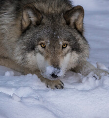 Fototapeta premium northwestern wolf portrait in winter