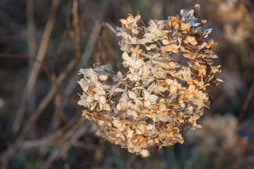 Winter landscape and beauty of nature: Tender and withered Hortensia blossom in wintry sunlight and blurred background