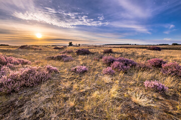 Soothing landscape scenery of heathland