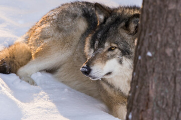 northwestern wolf portrait in winter