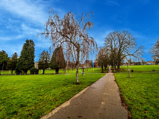 trees in the park