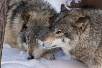 northwestern wolf (Canis lupus occidentalis) alpha pair in winter