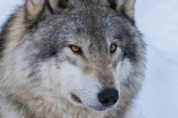 Naklejka na ściany i meble northwestern wolf portrait in winter