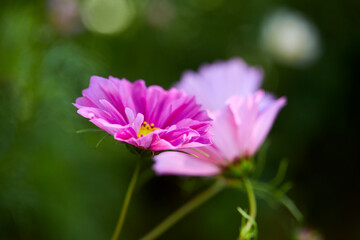 Obraz premium nice flowers in the summer garden