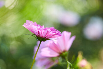 Fototapeta premium nice flowers in the summer garden