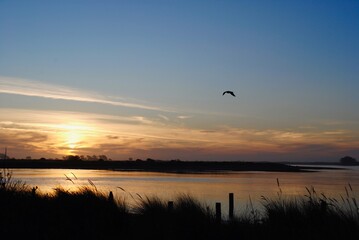Sunset on Eureka, California's Pacific coast on Humboldt Bay. Bird flying. Humboldt Bay stretches from the sloughs and creeks at Arcata Marsh to the Humboldt Bay National Wildlife Refuge at Loleta. 