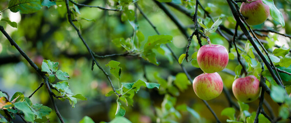 jabłka na drzewie w sadzie