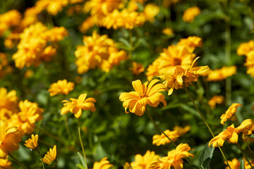 nice flowers in the summer garden