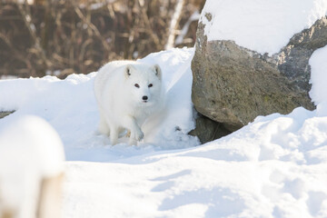 Arctic fox (Vulpes lagopus) in winter