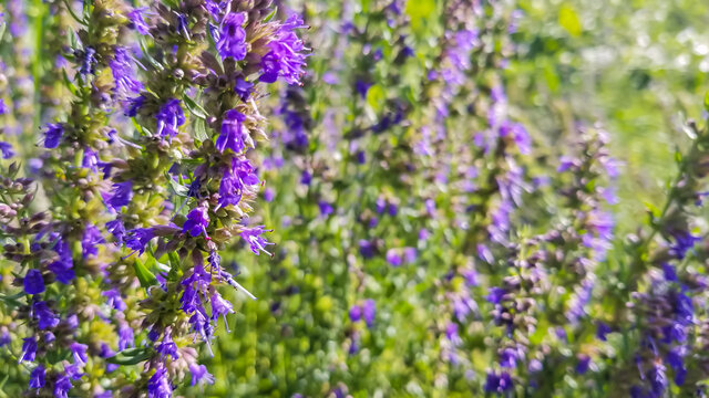 Closeup shot of lavender plants, sunshine in fields of bellechasse provides freshness in the shot, blurry leaves and flowers are seen in the back
