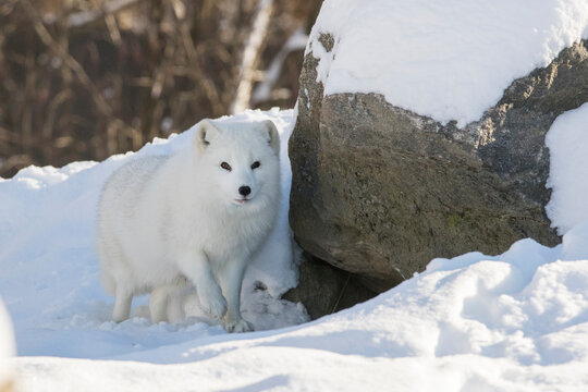 Arctic fox (Vulpes lagopus) in winter