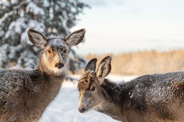 Naklejka na ściany i meble Two female mule deers seen in winter time season with snowy, snow background, forest and woods. 