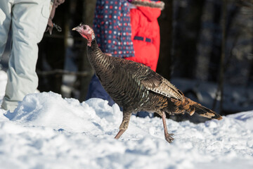 wild turkey (Meleagris gallopavo) in winter