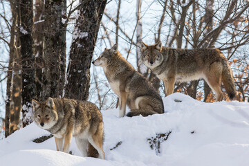 coyote (Canis latrans) in winter