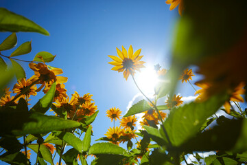 nice flowers in the summer garden
