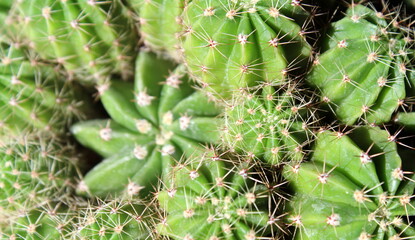 Pianta Grassa con spine - pungente